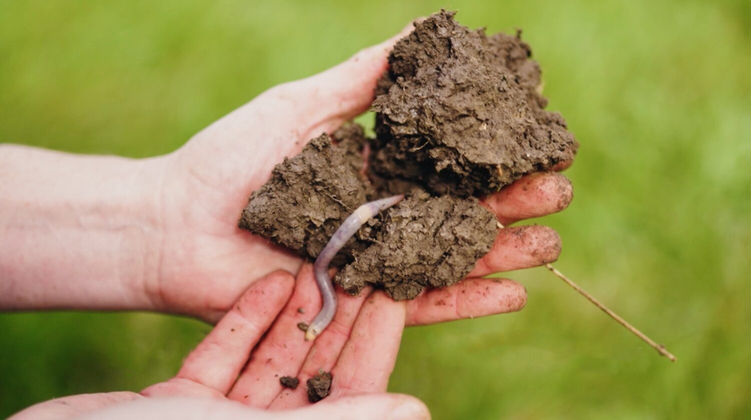 Citizen scientists urged to try the ancient art of worm charming for soil health this May